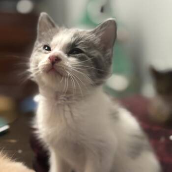 Neil Diamond -  Domestic Short Hair Cat for Adoption in Ferndale, Michigan - Neil Diamond | PetCurious