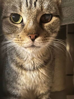 Rescue Domestic Short Hair Cats for Adoption in Cromwell, Kentucky - Wishy Whispy | PetCurious