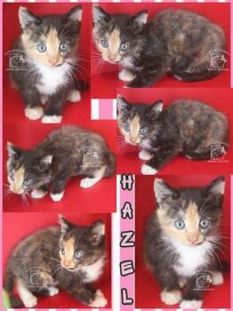 HAZEL -  Domestic Short Hair Cat for Adoption in Kenansville, North Carolina - HAZEL | PetCurious
