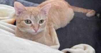 Rescue Tabby Cats for Adoption in Houston, Texas - Power | PetCurious