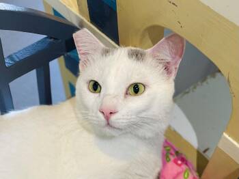 Cirrus (Bonded with Nimbus) -  Domestic Short Hair Cat for Adoption in Oakland, California - Cirrus (Bonded With Nimbus) | PetCurious