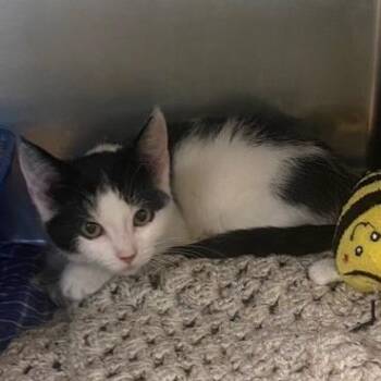 Amity -  Domestic Short Hair Cat for Adoption in Chehalis, Washington - Amity | PetCurious