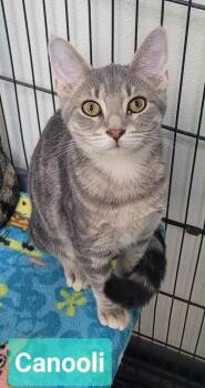 Canooli -  Domestic Short Hair Cat for Adoption in Richmond, Indiana - Canooli | PetCurious