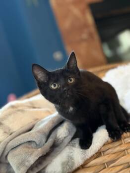 Daphne -  Domestic Short Hair Cat for Adoption in Fort Worth, Texas - Daphne | PetCurious