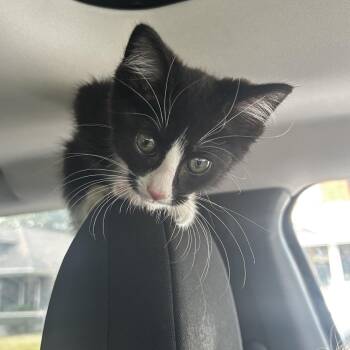 Lil Tux -  Domestic Short Hair Cat for Adoption in Spokane, Washington - Lil Tux | PetCurious