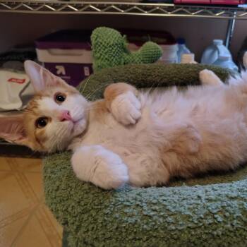Patisserie -  Domestic Long Hair Cat for Adoption in Carencro, Louisiana - Patisserie | PetCurious