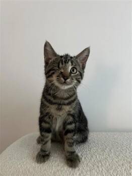 Malia -  Domestic Short Hair Cat for Adoption in Montreal, Quebec - Malia | PetCurious