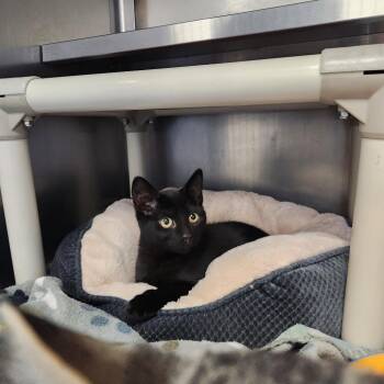 Shiloh -  Domestic Short Hair Cat for Adoption in Brockton, Massachusetts - Shiloh | PetCurious