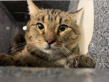 Rescue Domestic Medium Hair and Domestic Short Hair Cats for Adoption in Grand Prairie, Texas - ELEPHANT | PetCurious