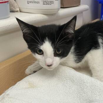 Mora -  Domestic Short Hair Cat for Adoption in Pasadena, California - Mora | PetCurious