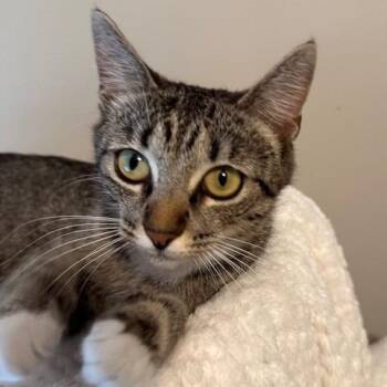 Selena -  Domestic Short Hair Cat for Adoption in Cumming, Georgia - Selena | PetCurious