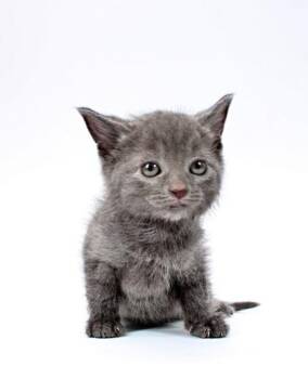 Domestic Short Hair Cats Available for Adoption in Morton Grove, Illinois - Smokey | PetCurious