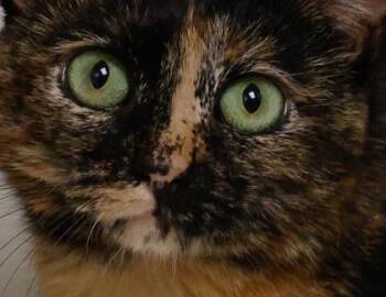 Domestic Short Hair Cats Available for Adoption - Turkey | PetCurious