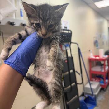 Alicent -  Domestic Short Hair Cat for Adoption in Philadelphia, Pennsylvania - Alicent | PetCurious