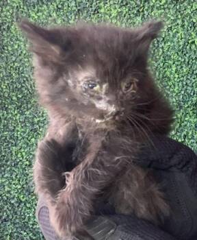 Domestic Long Hair Cats Available for Adoption in El Paso, Texas - 60879457 | PetCurious