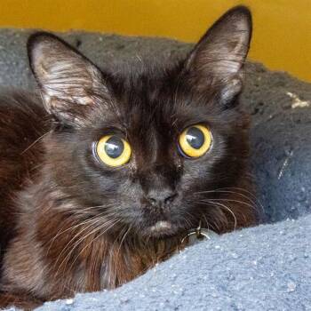 SABRINA -  Domestic Medium Hair Cat for Adoption in St. Louis, Missouri - SABRINA | PetCurious