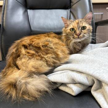 Artemis (Carol) -  Domestic Long Hair and Domestic Short Hair Cat for Adoption in Great Falls, Montana - Artemis (Carol) | PetCurious