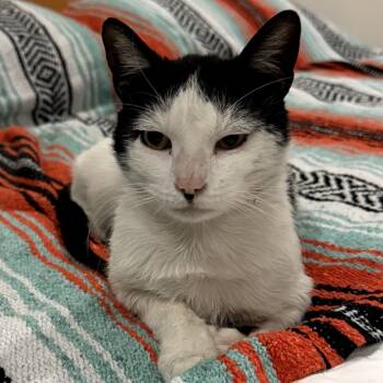 Rescue Domestic Short Hair Cats for Adoption in Long Beach, California - Junior | PetCurious