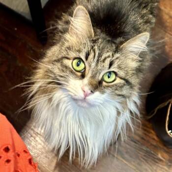 Ice King -  Norwegian Forest Cat and Domestic Long Hair Cat for Adoption in Waynesville, North Carolina - Ice King | PetCurious