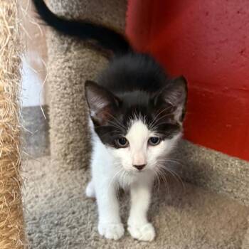 Flint -  Domestic Short Hair Cat for Adoption in Sarasota, Florida - Flint | PetCurious