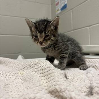 Polo -  Domestic Short Hair Cat for Adoption in Bristol, Indiana - Polo | PetCurious