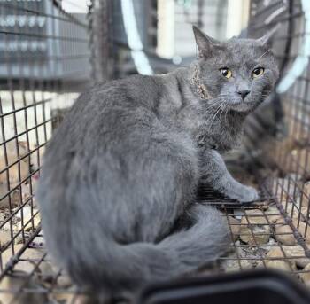 CRYO -  Domestic Short Hair Cat for Adoption in San Antonio, Texas - CRYO | PetCurious