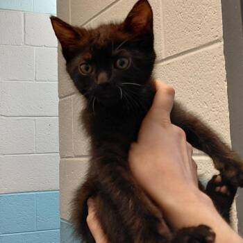 Domestic Short Hair Cats Available for Adoption in Philadelphia, Pennsylvania - Lambchop | PetCurious