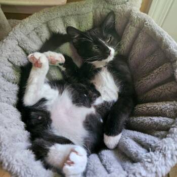 Waltz -  Domestic Short Hair Cat for Adoption in Murfreesboro, Tennessee - Waltz | PetCurious