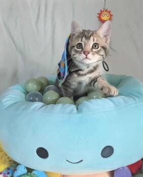 Dipper -  Domestic Short Hair Cat for Adoption in Seven Valleys, Pennsylvania - Dipper | PetCurious