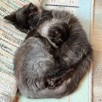 Poof -  Domestic Long Hair Cat for Adoption in Granville, Ohio - Poof | PetCurious
