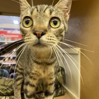 Rescue Tabby and Domestic Short Hair Cats for Adoption in Spring, Texas - Roman - North Conroe Petsmart | PetCurious