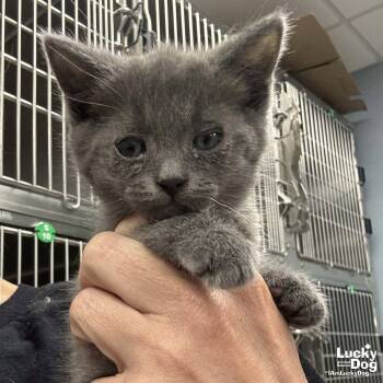 Domestic Short Hair Cats Available for Adoption in Washington, District Of Columbia - Pride | PetCurious