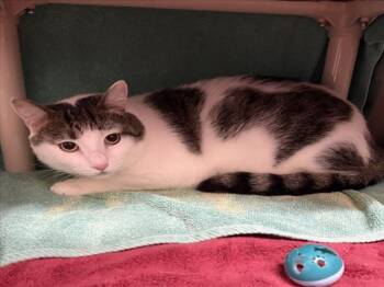 UPTOWN CAT -  Domestic Short Hair Cat for Adoption in Derwood, Maryland - UPTOWN CAT | PetCurious