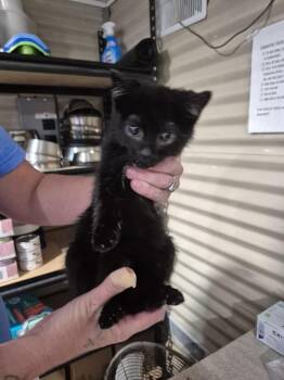 Blaire -  Domestic Short Hair Cat for Adoption in Linton, Indiana - Blaire | PetCurious