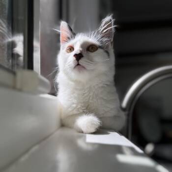Maven -  Domestic Medium Hair Cat for Adoption in Santa Monica, California - Maven | PetCurious
