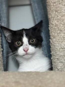 Roo -  Domestic Short Hair Cat for Adoption in Lemoyne, Pennsylvania - Roo | PetCurious