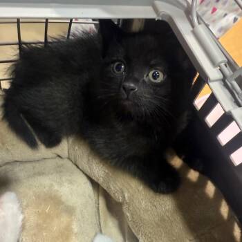 Karmen -  Domestic Short Hair Cat for Adoption in Winston-salem, North Carolina - Karmen | PetCurious