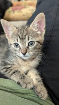 Lela -  Domestic Short Hair Cat for Adoption in Magnolia, Texas - Lela | PetCurious