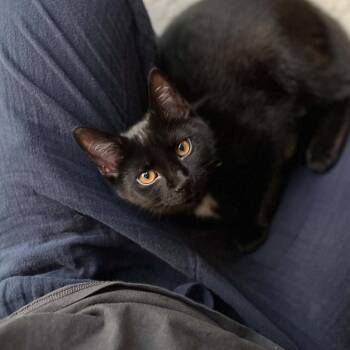 Muffin - Calm & Gentle -  Domestic Short Hair Cat for Adoption in Hamilton, Ontario - Muffin - Calm & Gentle | PetCurious