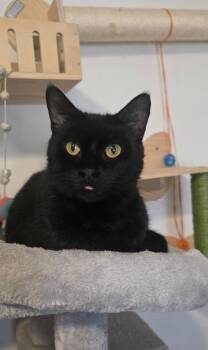 Blacky -  Domestic Short Hair Cat for Adoption in Miami, Oklahoma - Blacky | PetCurious