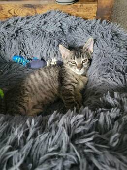 Rescue Domestic Short Hair Cats for Adoption - Hayden | PetCurious