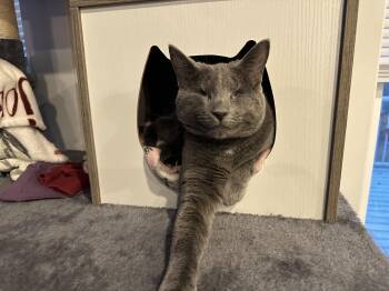 Gracie -  Domestic Short Hair Cat for Adoption in Byrdstown, Tennessee - Gracie | PetCurious