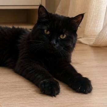 Cola -  Maine Coon and Domestic Medium Hair Cat for Adoption in Brampton, Ontario - Cola | PetCurious