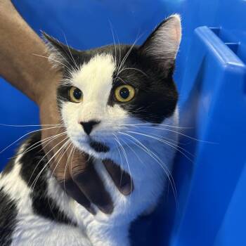 AHNJ-Stray-120308 -  Domestic Short Hair Cat for Adoption in Newark, New Jersey - AHNJ-Stray-120308 | PetCurious