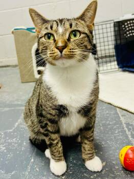 Rescue Domestic Short Hair Cats for Adoption in Rock Hill, New York - Harmony | PetCurious