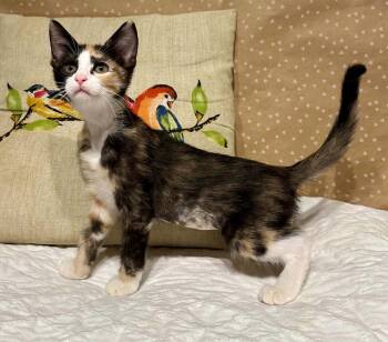 Inkwell -  Domestic Short Hair Cat for Adoption in Groveland, Massachusetts - Inkwell | PetCurious