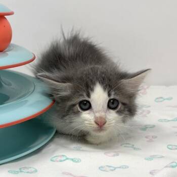 Emmy -  Tabby Cat for Adoption in Trophy Club, Texas - Emmy | PetCurious