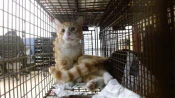 Domestic Short Hair Cats Available for Adoption - LOLO | PetCurious