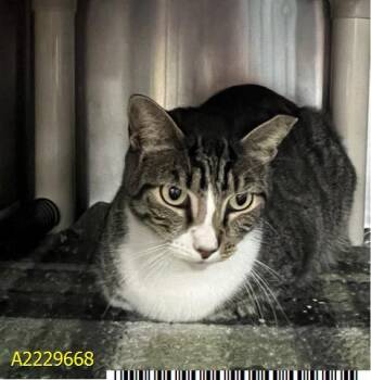 HITCH -  American Shorthair Cat for Adoption in West Palm Beach, Florida - HITCH | PetCurious