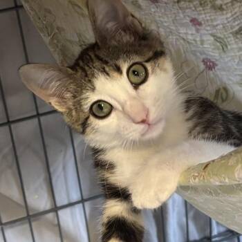 Dodge -  Domestic Short Hair Cat for Adoption in Denison, Texas - Dodge | PetCurious